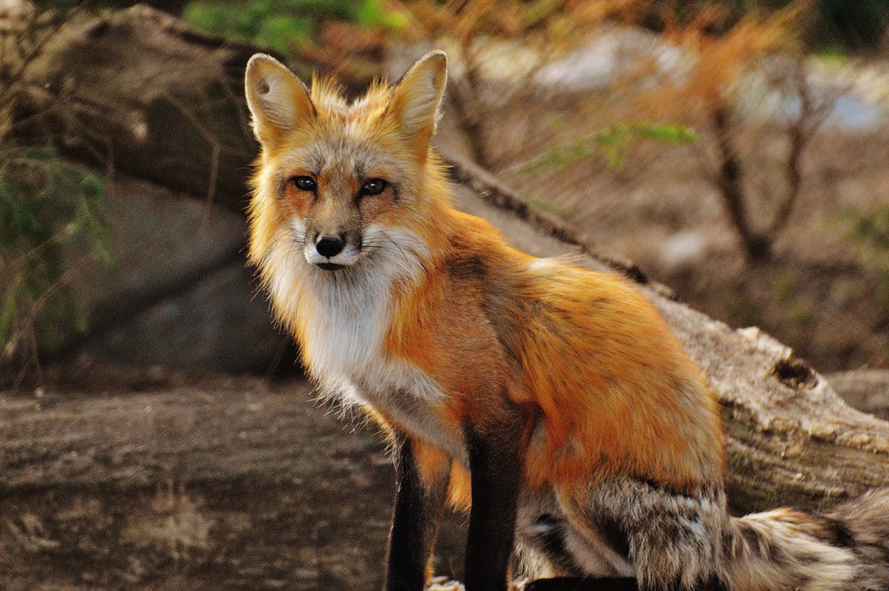 What Does Seeing A Red Fox Mean Spiritually