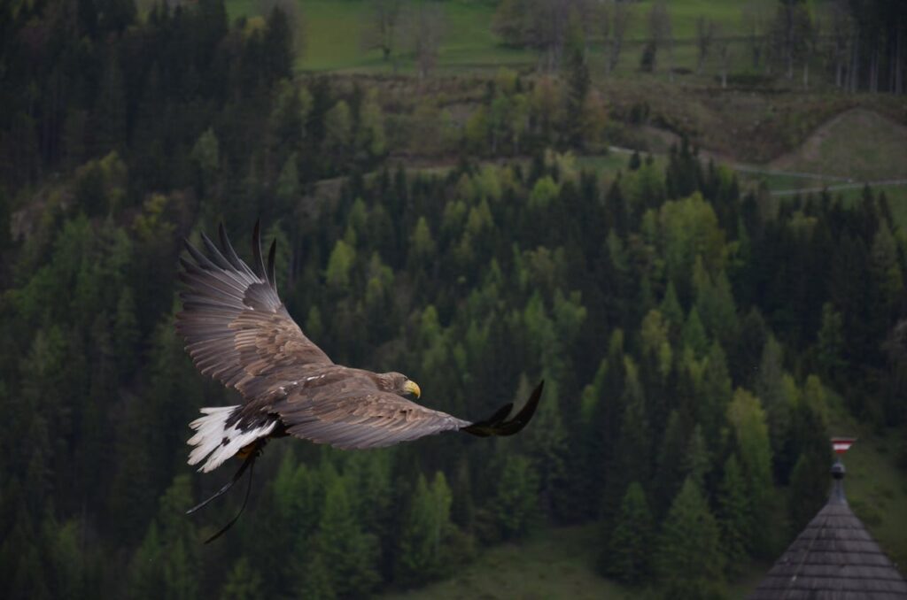 Eagle Sighting Spiritual Meaning