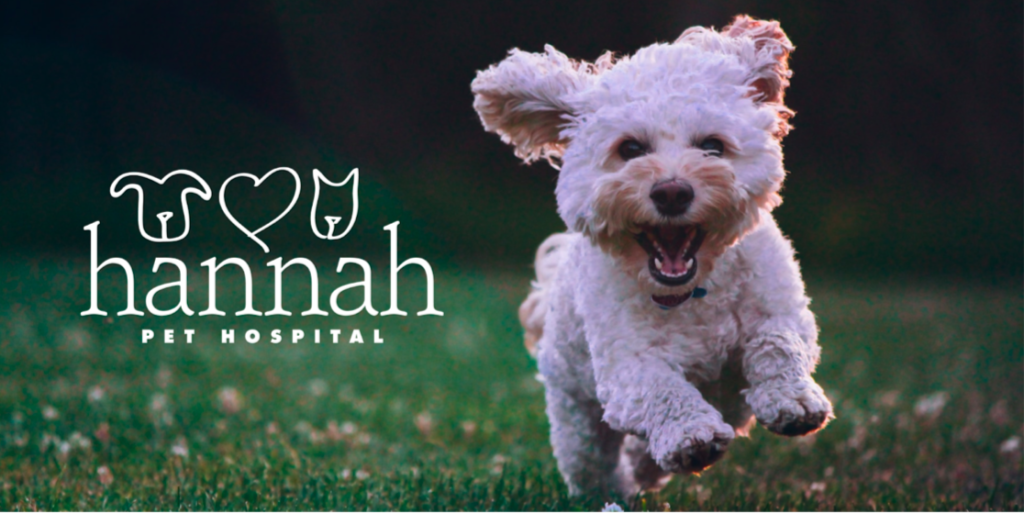 Empathy Meets Expertise: Dr. Jaime Klimsey Pickett’s Approach to Modern Veterinary Care