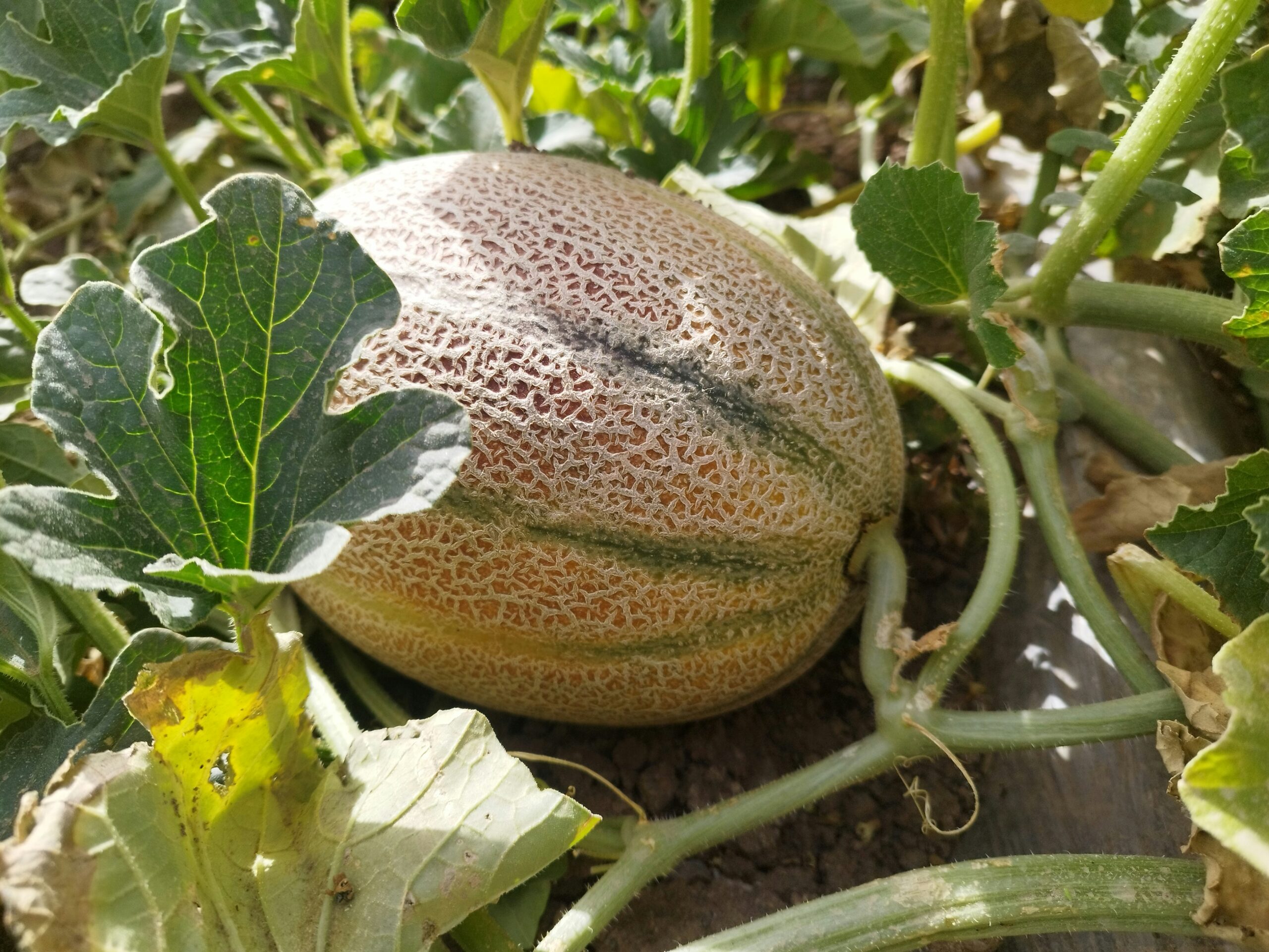 How to Know When a Cantaloupe is Ready to Pick: Top Tips for Gardeners