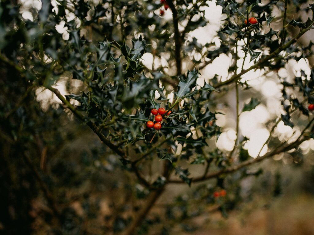 How to Prune Overgrown Holly Bushes: Essential Tips for Healthy Growth