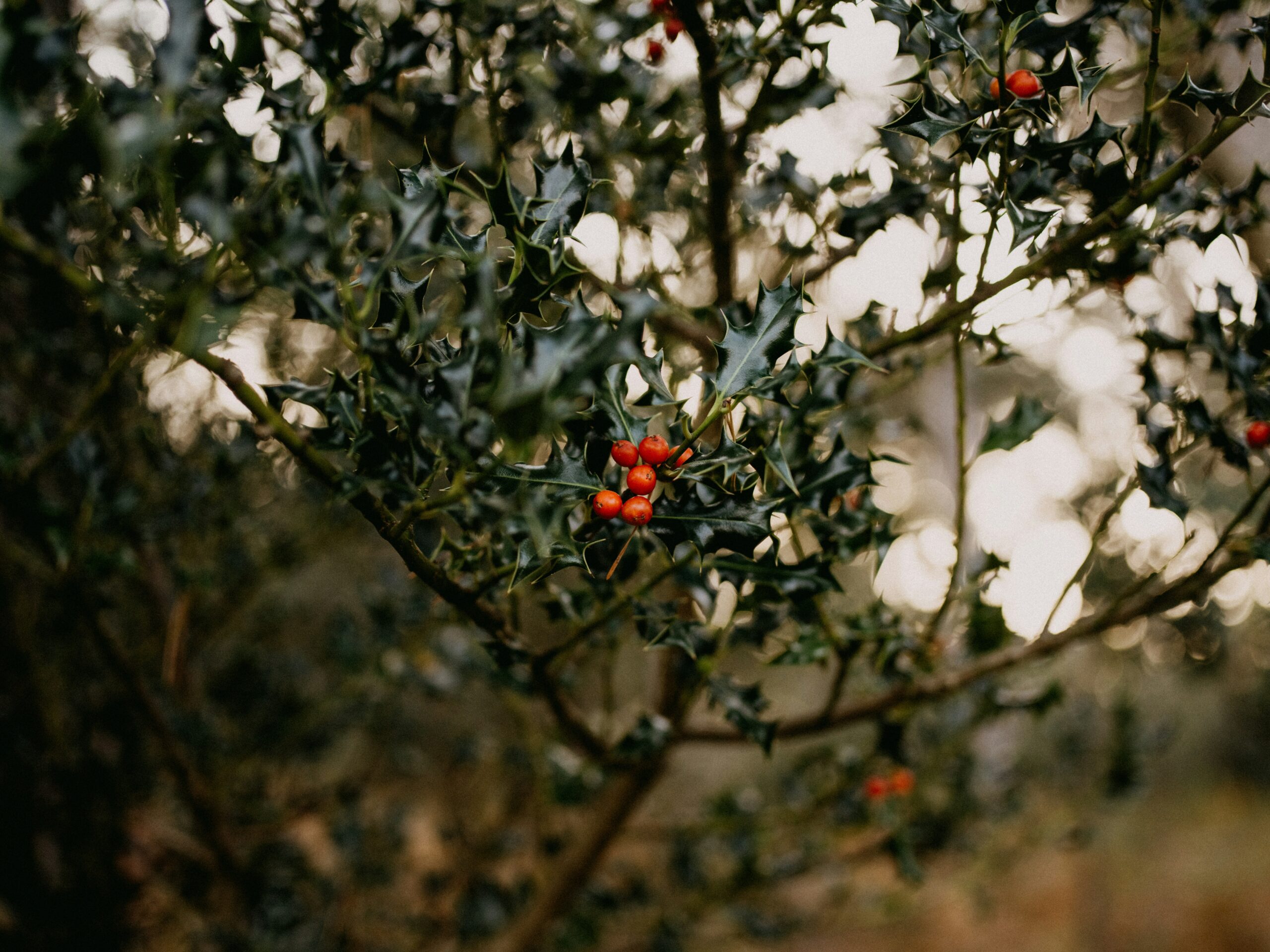 How to Prune Overgrown Holly Bushes: Essential Tips for Healthy Growth