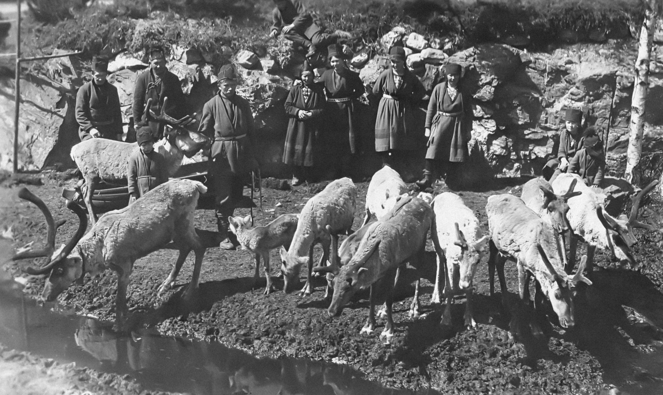 Viltnemnda Norway's Approach to Wildlife Management